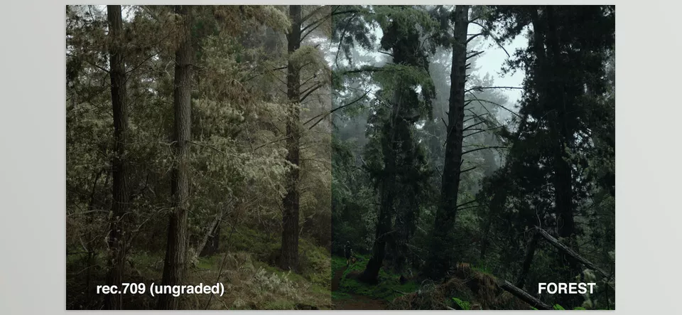Creative Filmmaking Luts - Perfect for woods environment