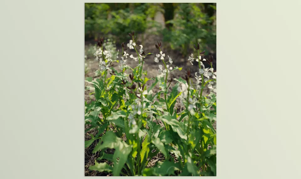 Maxtree - Plant Models Vol 93 - A detailed representation of Allium cepa for realistic environments.